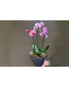 Aranjament cu orhidee roz in ghiveci  