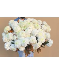 Buchet cu 85 crizanteme albe