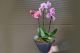 Aranjament cu orhidee roz in ghiveci  (2 orhidee + 3 suculente + vas ceramica)