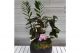 Aranjament Mix Plante Interior