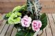 Aranjament Plante Apartament