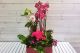Aranjament superb plante interior