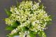 OFERTA Buchet 101 lacramioare 
