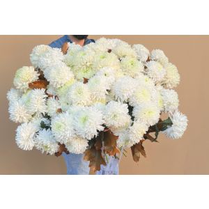 Buchet cu 85 crizanteme albe