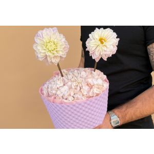 Buchet cu 3 hortensii roz si 2 dalii - Antene de Buburuză